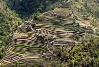 फोटो अफ द डे : सिद्धचरण नगरपालिका १० बेतिनीमा रहेको खेतको सुन्दर दृष्य