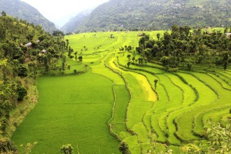 ओखलढुंगामा यसवर्ष एक दशकयताकै शतप्रतिशत धान रोपाइँ