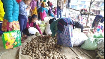 ओखलढुंगामा आलुको भाउ उच्च, १२० रूपैयाँ प्रतिकेजी