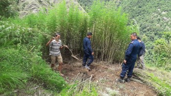 प्रहरीद्वारा मानेभञ्ज्याङमा गाँजा फडानी