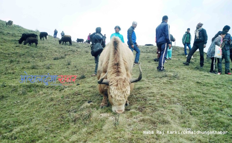 खिजिदेम्बाबाट १ सय ४८ चौरी निकासी