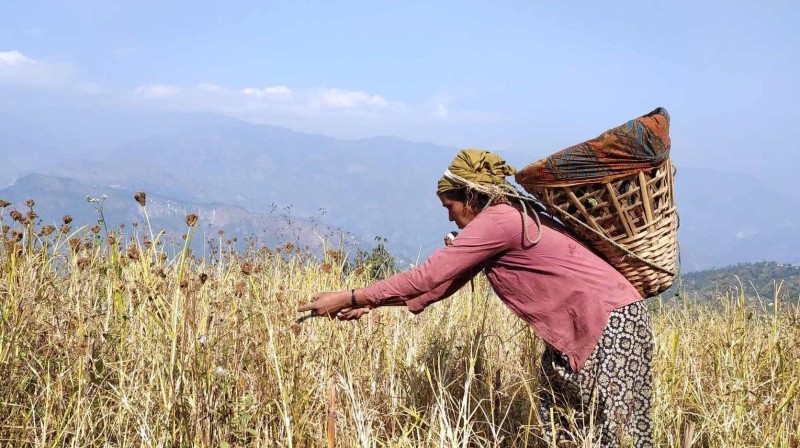 फोटो अफ द डे : ओखलढुंगाको ठूलाछापमा कोदो टिप्दै किसान